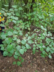 Piper excelsum excelsum