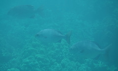 Kyphosus hawaiiensis