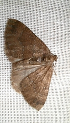 Larentia malvata
