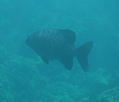 Kyphosus cinerascens