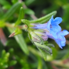 Glandora prostrata