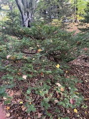 Taxus cuspidata
