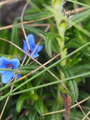 Glandora prostrata