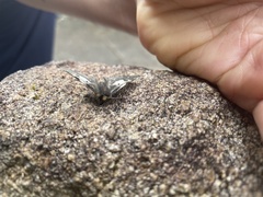 Nataxa flavescens