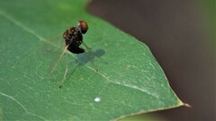 Chrysopilus