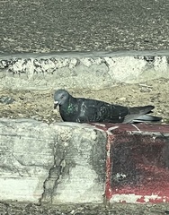 Columba livia domestica
