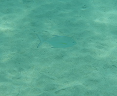 Caranx melampygus
