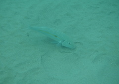 Mulloidichthys flavolineatus
