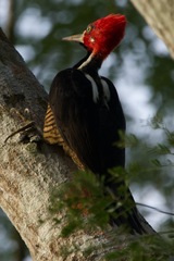 Campephilus melanoleucos