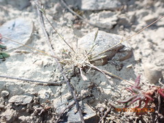 Poa maniototo