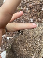 Nataxa flavescens