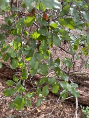 Vaccinioideae