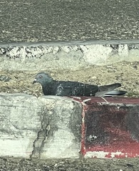 Columba livia domestica