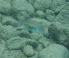Rhinecanthus rectangulus