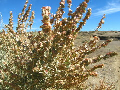 Atriplex lampa