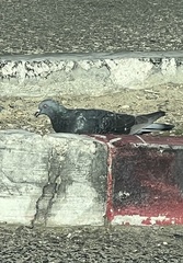 Columba livia domestica