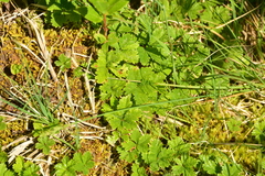 Rubus pedatus