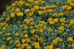 Eriophyllum staechadifolium