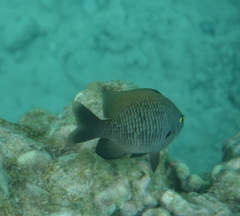 Plectroglyphidodon marginatus