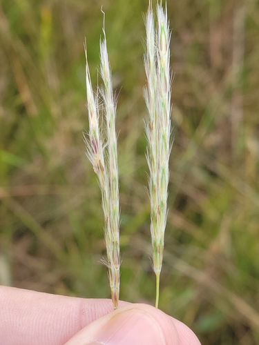 Image of Anatherum cabanisii by (c) Jay Horn, some rights reserved (CC BY)