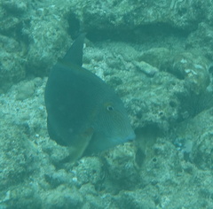 Acanthurus nigroris