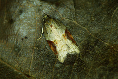 Acleris laterana
