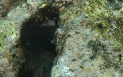 Cirripectes vanderbilti