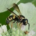 Louisiana Painted-Dark Bee - Photo (c) Amy Schnebelin, some rights reserved (CC BY), uploaded by Amy Schnebelin