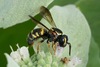 Louisiana Painted-Dark Bee - Photo (c) Amy Schnebelin, some rights reserved (CC BY), uploaded by Amy Schnebelin
