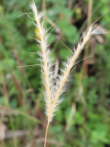 Image of Anatherum cabanisii by (c) Jay Horn, some rights reserved (CC BY)
