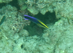 Labroides phthirophagus