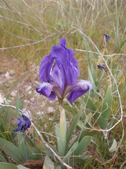 Iris pseudopumila