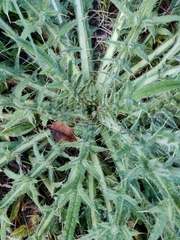 Cirsium