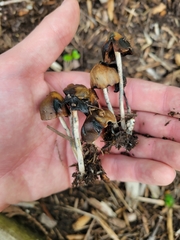 Psilocybe baeocystis