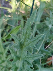 Cirsium