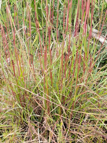 Image of Anatherum cabanisii by (c) Jay Horn, some rights reserved (CC BY)