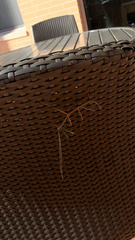 Megaphasma denticrus