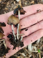 Psilocybe baeocystis