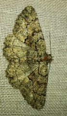 Peribatodes ilicaria