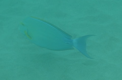 Acanthurus xanthopterus