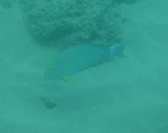 Acanthurus xanthopterus