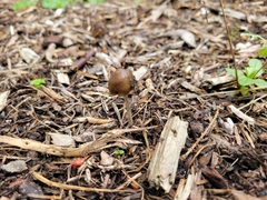 Psilocybe baeocystis