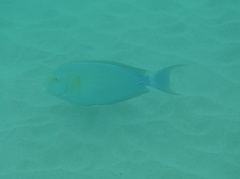 Acanthurus xanthopterus