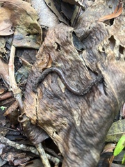 Lumbricus terrestris