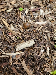 Psilocybe baeocystis