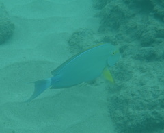 Acanthurus xanthopterus
