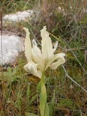 Iris pseudopumila