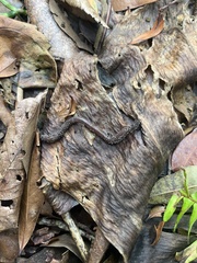 Lumbricus terrestris