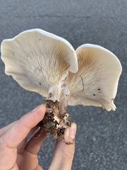 Clitocybe robusta