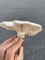 Clitocybe robusta